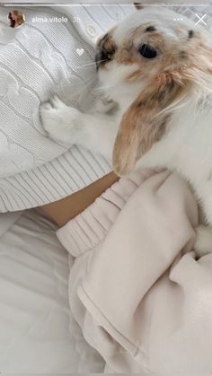 a small white and brown dog laying on top of a bed next to a blanket