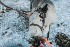 a donkey is eating some carrots in the snow