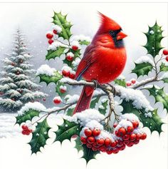 a cardinal sits on a branch with holly and berries