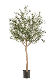 an olive tree in a pot on a white background