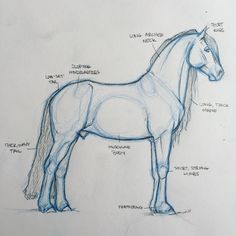 a drawing of a horse's body and parts