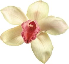 a white and pink flower with red stamens on it's petals, in front of a white background