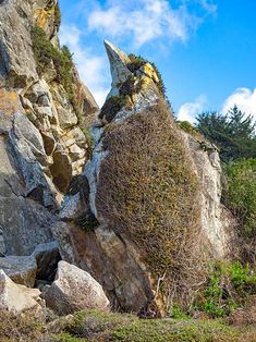 some very big rocks with plants growing out of them on the side of a mountain