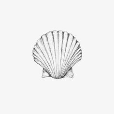 a drawing of a shell on a white background