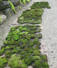 several rows of moss growing on the ground in front of some rocks and grass plants