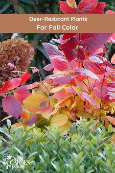 red and yellow leaves with the words deer - resistant plants for fall color on them