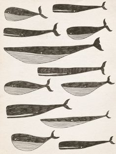 an old book with different types of whales