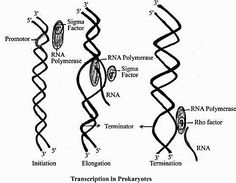 the structure of an animal's cell and its functions in reproductional growth, vintage line drawing or engraving illustration