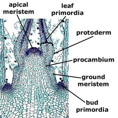 the structure of an animal's skin