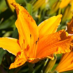 an orange flower with yellow petals in the sun