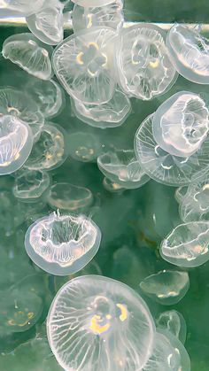 many jellyfish floating in the water near each other