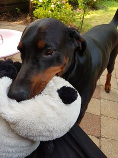 a black and brown dog holding a stuffed animal in it's mouth on a patio