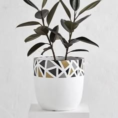 a potted plant sitting on top of a white table next to a black and white wall