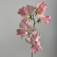 some pink flowers are in a glass vase