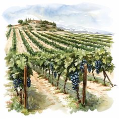 a watercolor painting of a vineyard with blue grapes