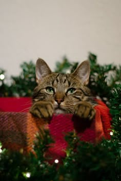 a cat is peeking out from behind a christmas tree with its paw on the top