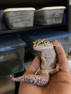 a small gecko sitting on top of someone's hand in front of shelves