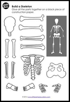 the skeleton and bones are shown in black and white, as well as an outline for each