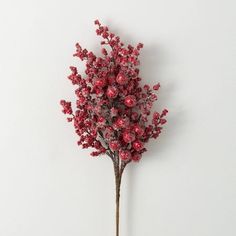 a small red plant is placed on a white wall and it looks like something out of space