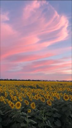 the sunflowers are blooming in the field as the sky is pink and blue