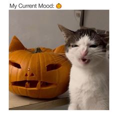 a cat standing next to a pumpkin with its mouth open and another cat looking at the camera