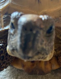 a tortoise shell is shown in this close up photo, with the turtle's face partially visible