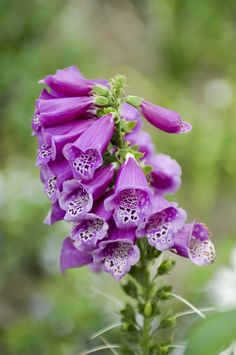 Digitalis purpurea (Common Foxglove, Foxglove) | North Carolina Extension Gardener Plant Toolbox Pollinator Garden Design, Digitalis Purpurea, Enlarged Heart, Heart Conditions, Kidney Health, Unique Trees, Woodland Garden, Perfect Plants