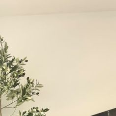 a potted plant sitting on top of a wooden table next to a tv monitor