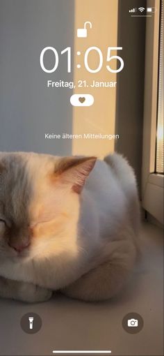 a white cat sleeping on top of a window sill