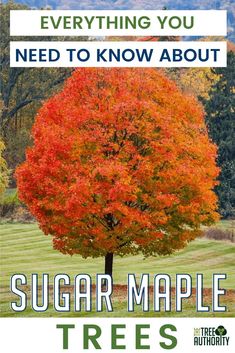 a tree with the words everything you need to know about sugar maple trees