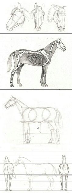 four different horse drawings are shown in this drawing lesson, each with their own image