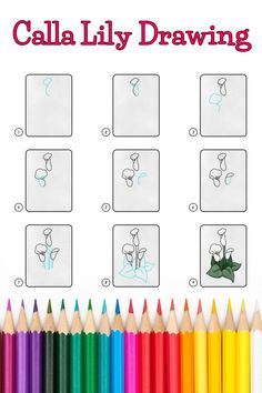 9 steps demonstrating how to draw a calla lily drawing for kids. Draw Orchid, Calla Lily Drawing, Nautical Drawing, Lily Drawing, Lilies Drawing, Chalkboard Calendar