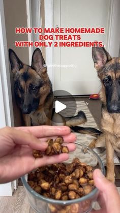 two german shepherd puppies sitting in front of a bowl of dog treats with the caption how to make homemade dog treats with only 2 ingredients