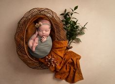 a newborn baby is curled up in a wicker basket next to a potted plant