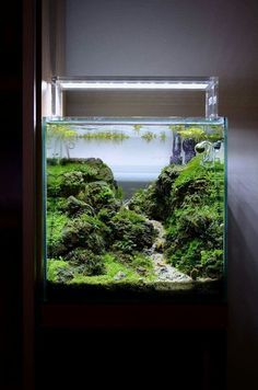 an aquarium filled with green moss and rocks in a dark room next to a wall