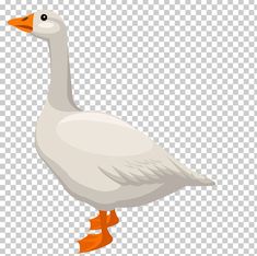 a white goose with orange feet standing on the ground