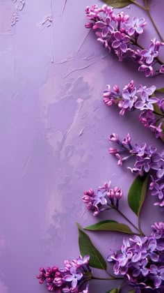 lilac flowers on a purple background with green leaves