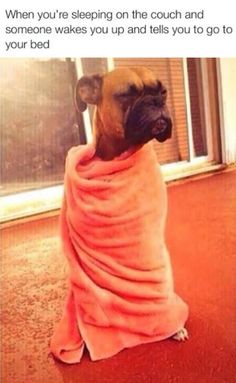 a dog wrapped in a towel looking out the window with caption that reads, when you wake up from a map looking for food