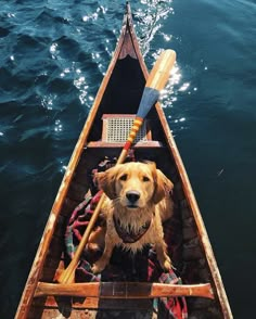 a dog is sitting in the bow of a boat with oars attached to it