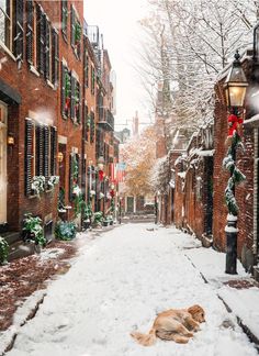 a dog laying in the snow on a snowy street with red shutters and christmas decorations