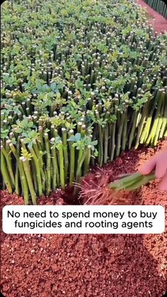 a bunch of plants that are in the dirt with some words above them saying no need to spend money to buy bundles and rooting agent