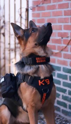 a german shepard dog wearing an orange and black harness sitting in front of a brick wall