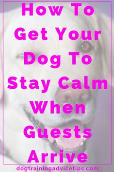 a dog with the words how to get your dog to stay calm when guests arrive