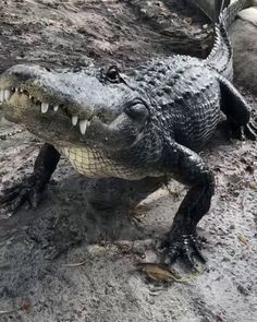 an alligator that is laying down in the dirt