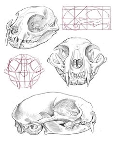 three different types of skulls are shown in this drawing