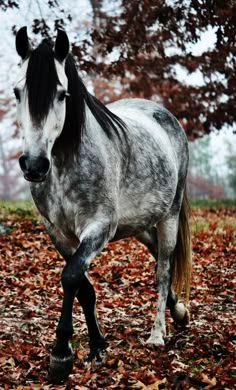 a gray and black horse standing on top of leaves