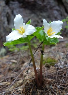 two white flowers with yellow stamens on the ground in front of a tree