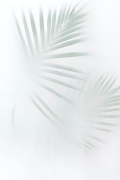 a blurry palm leaf is shown in the foreground