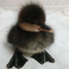 a small bird sitting on top of snow covered ground