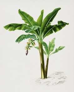 a drawing of a plant with leaves and flowers